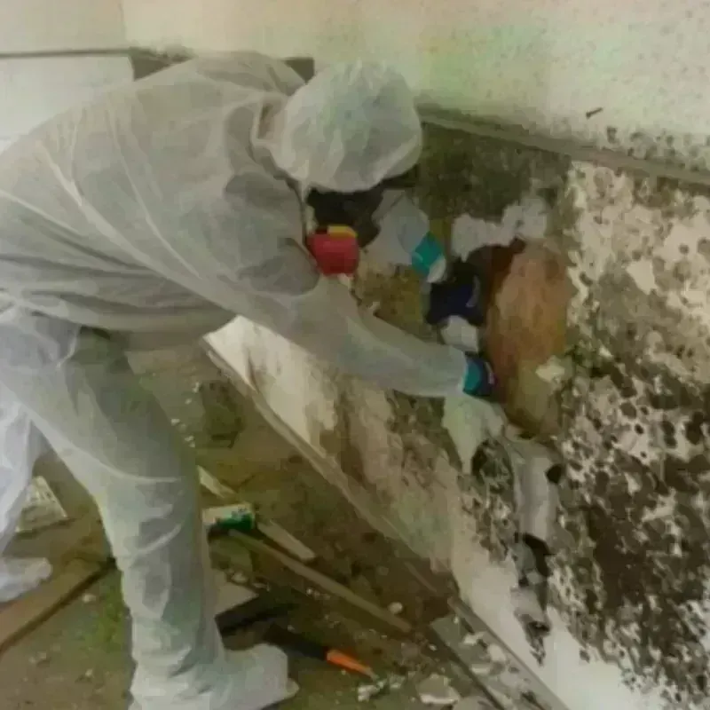 Mold Remediation and Removal in Steep Falls, ME